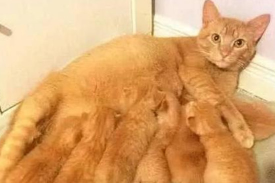猫咪生小猫时主人要不要帮忙