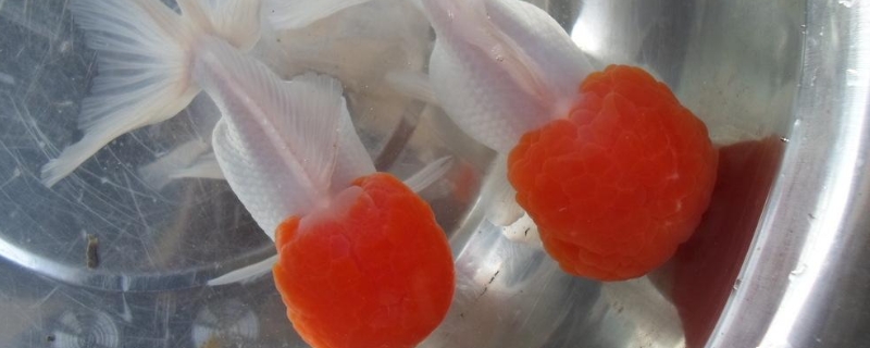 没有鱼食用什么可以代替?