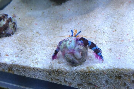 寄居蟹没有海水能活吗