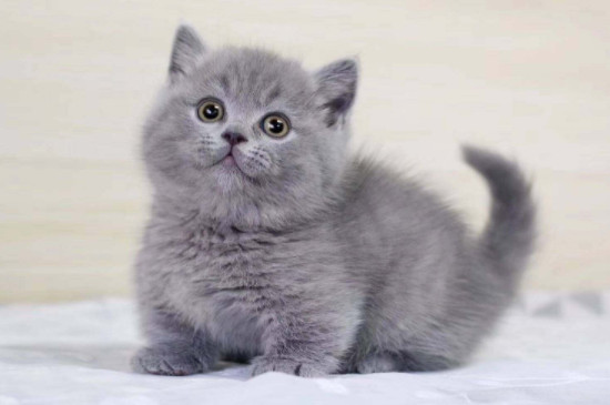 英国短毛猫怎么看是不是纯种