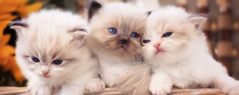 猫寸步不离主人的原因
