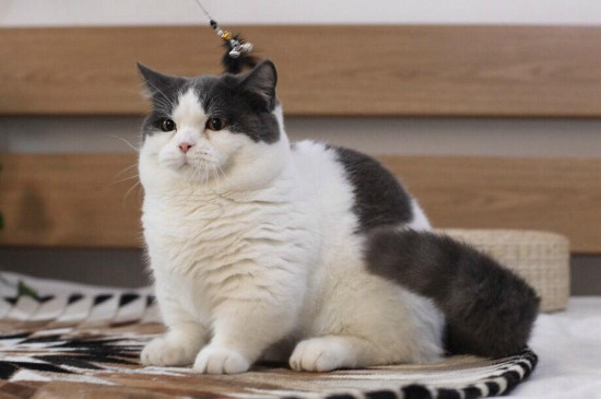 猫咪脚掌热正常吗