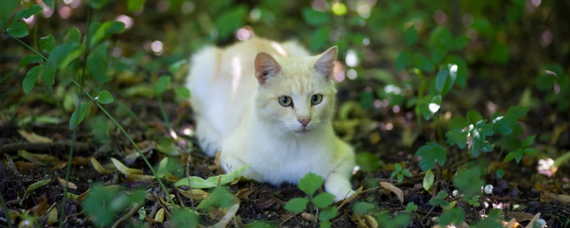 小猫拉稀是怎么回事