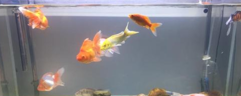 小鱼缸怎么换水和清理