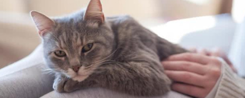猫开心的表现是什么