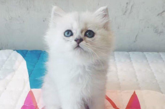 小猫崽20多天起癣怎么办