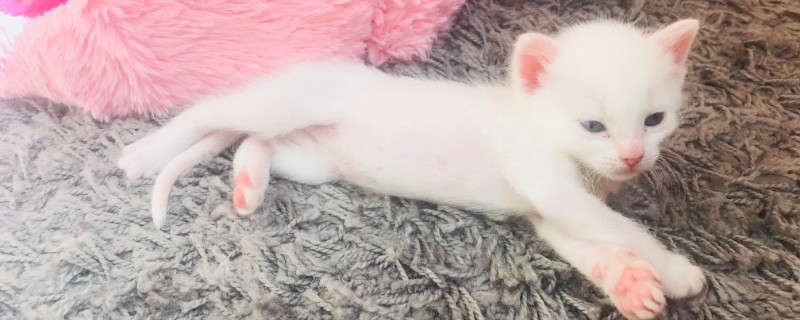 猫咪下崽主人需要做什么
