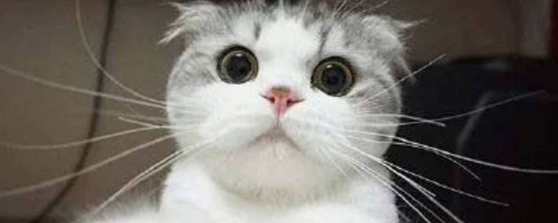 小猫长胡子是为了什么