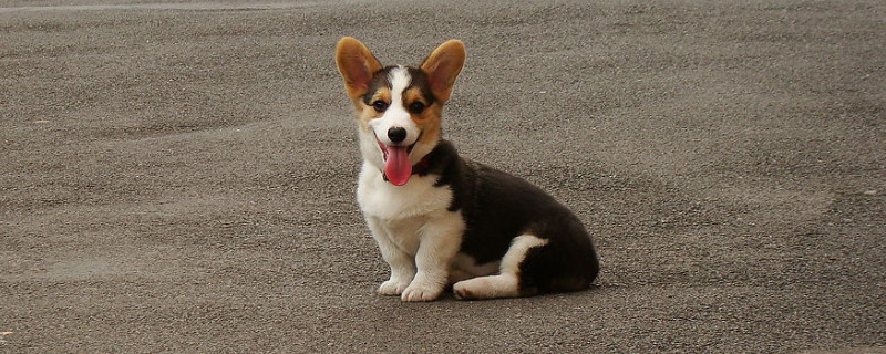 幼犬狗粮需要泡软吗