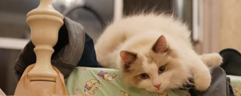 猫咪肾脏不好的早期症状