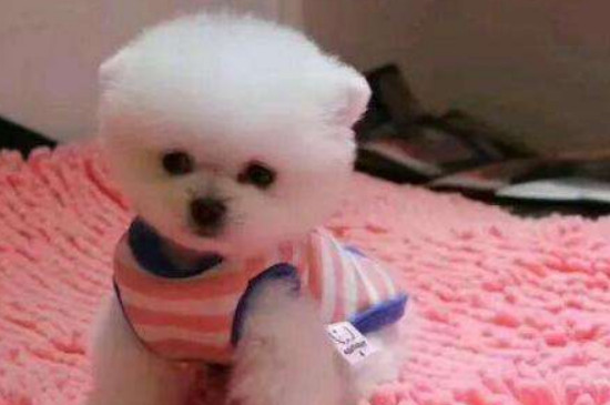 博美犬能吃香蕉吗