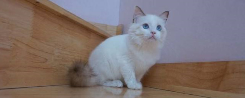 家猫身上有跳蚤怎么办?