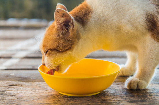 猫咪可以喝温水吗