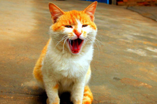 猫得了肺炎还能活多久