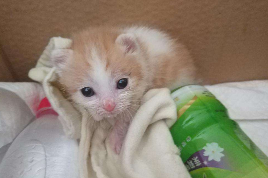 小猫打喷嚏流鼻涕发黄