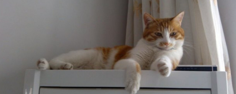 猫可以和人一起吹空调吗
