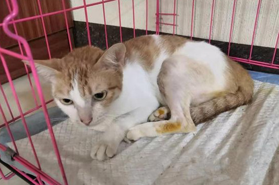 猫咪骨折的表现