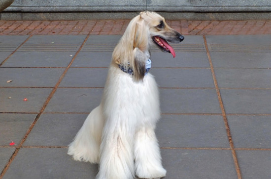 阿富汗猎犬怎么修毛