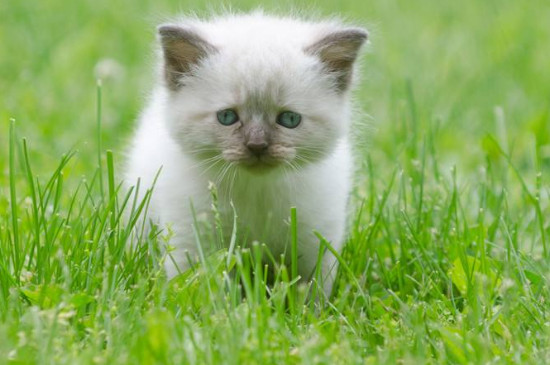 猫快生产的时候有什么表现