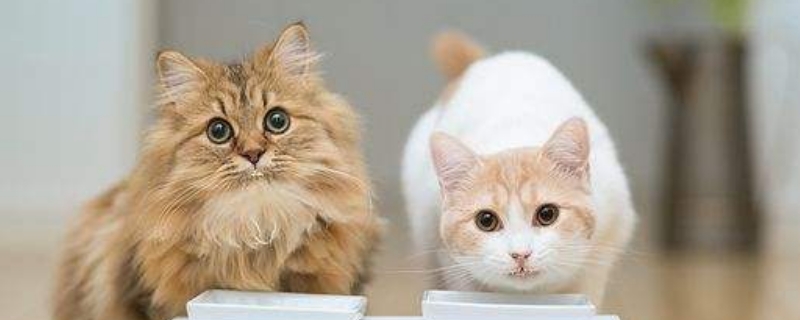 猫到处撒尿是什么原因