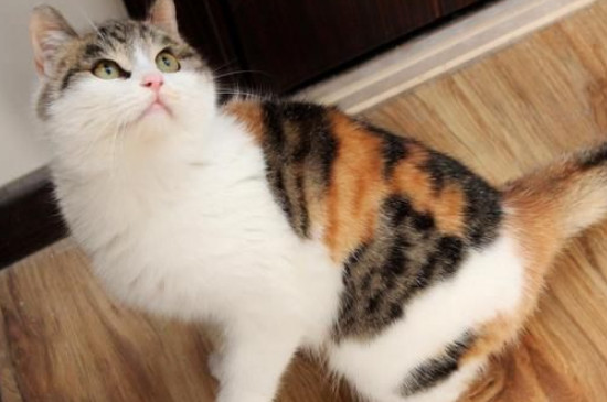 猫讨厌什么气味赶走猫