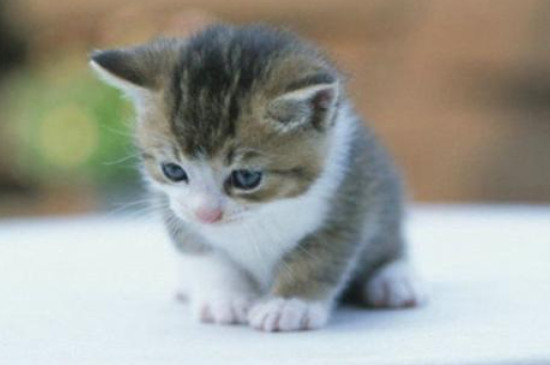 上厕所猫咪为什么喜欢守在旁边
