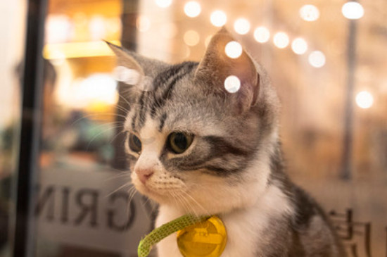 猫一抽一抽的怎么回事
