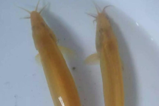 黄金鳅清理鱼缸吗