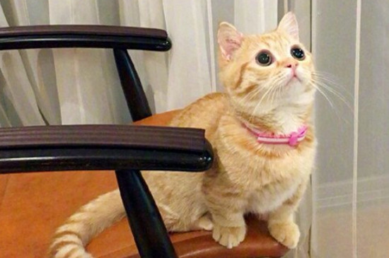 猫咪到了新环境一直叫怎么回事