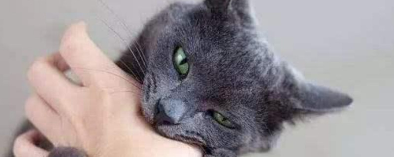 小猫不让摸一直咬手怎么办