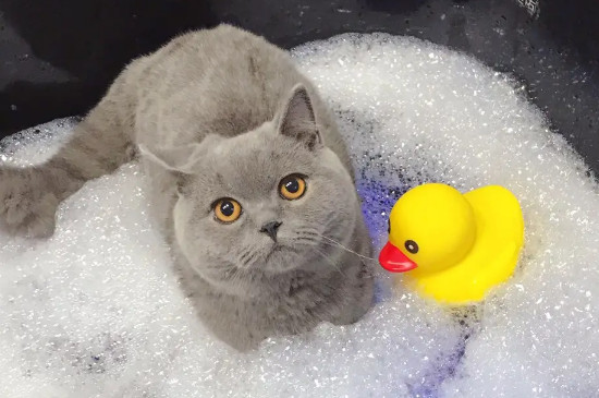 猫藓可以洗澡吗