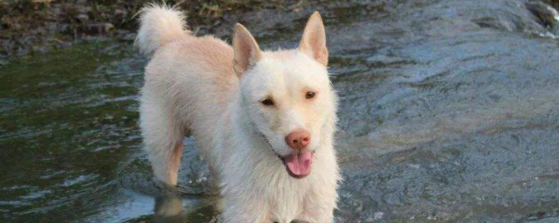 下司犬怎么喂养 2个月