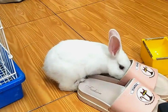 溜兔绳怎么绑在兔子身上