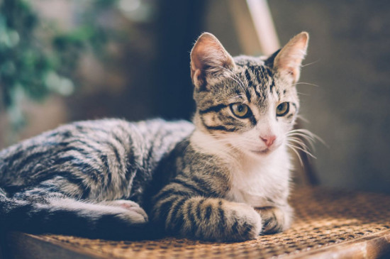 可不可以让猫生完再绝育