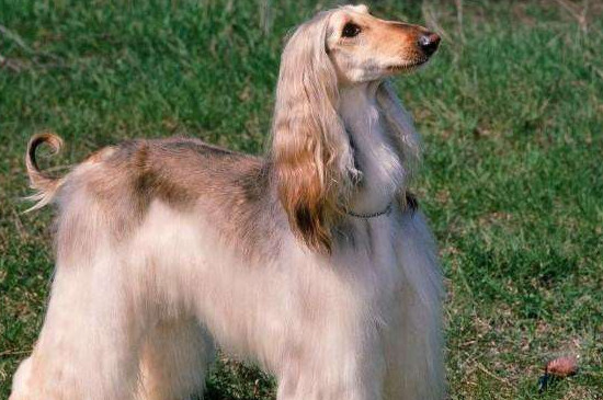 阿富汗猎犬怎么挑