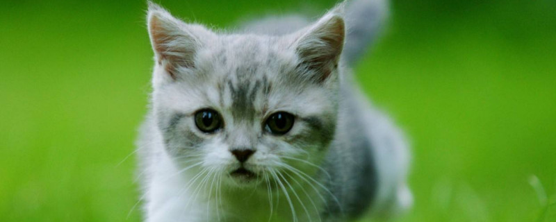 猫入家有什么预兆,流浪猫进家门的原因