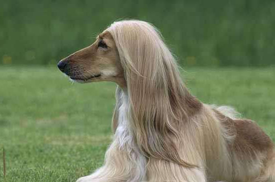阿富汗猎犬怎么洗澡