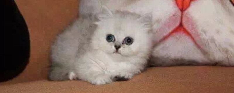 金吉拉猫为什么流眼泪