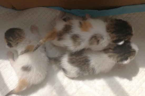 没断奶的小猫怎么养活