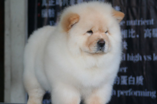 松狮犬怎么修毛