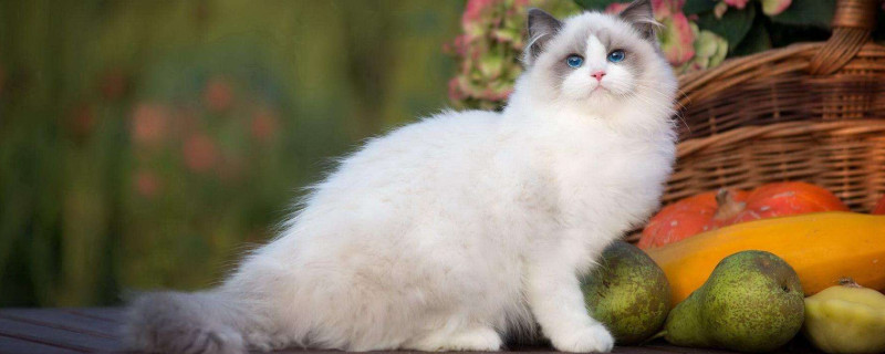 布偶猫能吃火腿肠吗