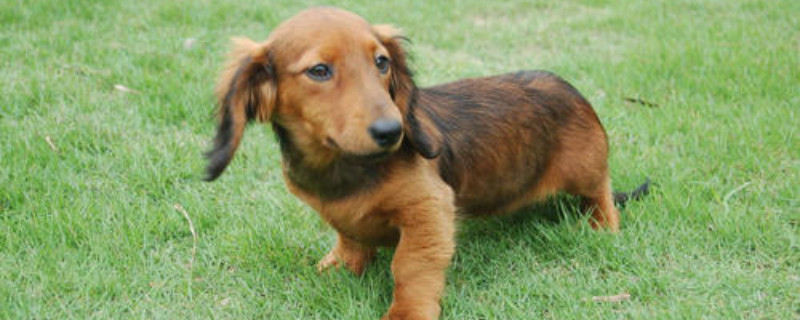 腊肠犬怎么看年龄