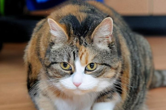 猫咪吐虫子还能活几天