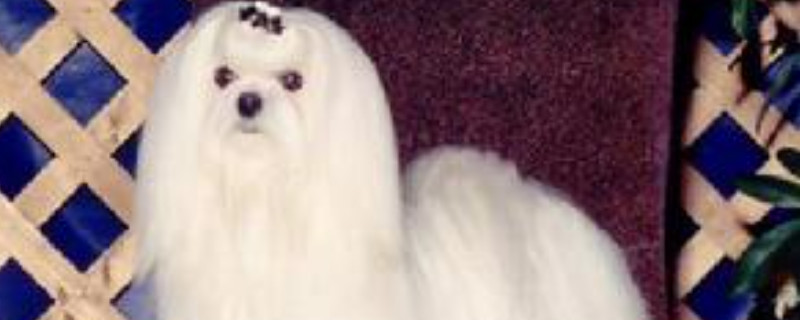 马尔济斯犬几岁换毛