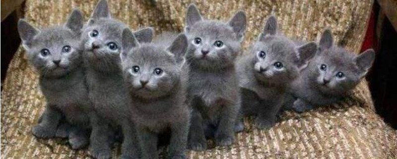 夏特尔猫和蓝猫区别