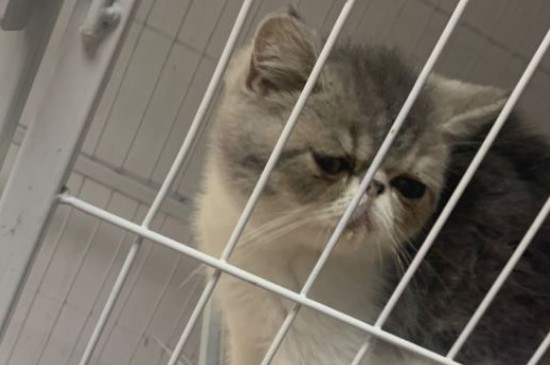猫吃米饭会有什么影响吗