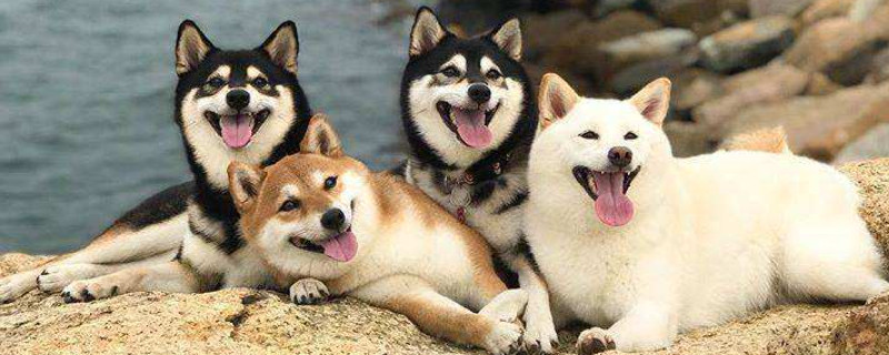 秋田犬认识主人的表现