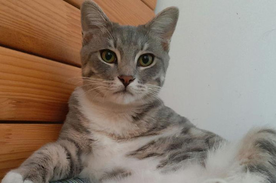猫咪几个月就可以不泡猫粮了