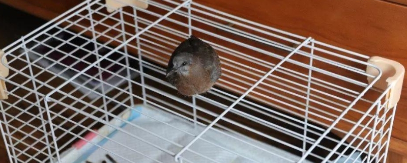 斑鸠幼鸟怎么喂养