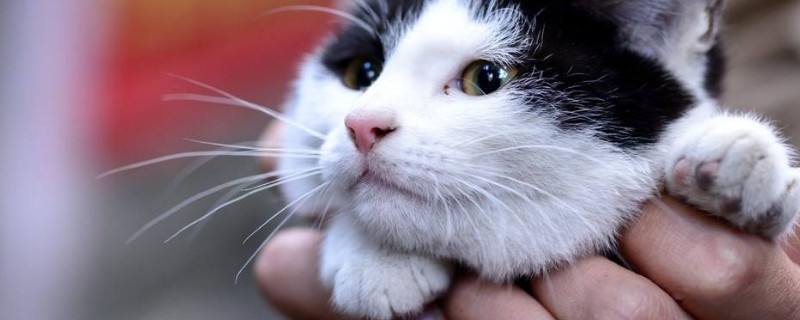 野猫可以养吗